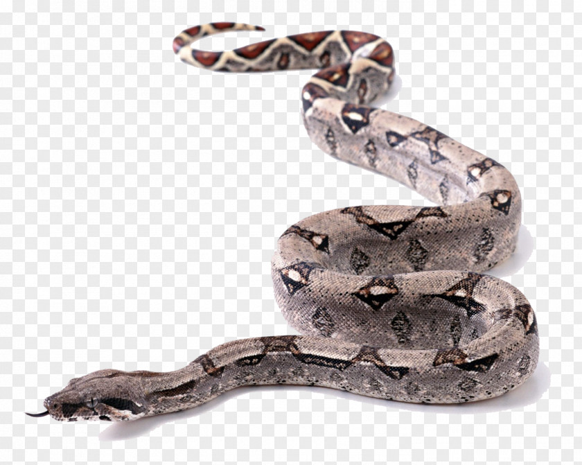 Snake Crawling Flower King Cobra Ball Python PNG