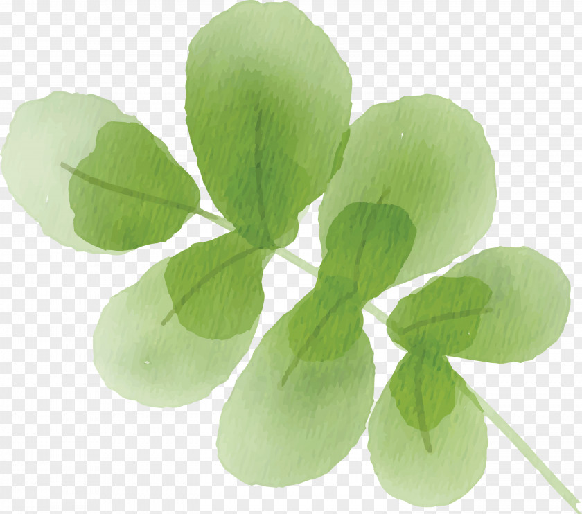 Green Leaf Plant Petal Flower PNG