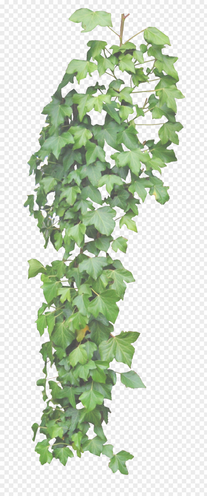 Ivy Common Vine Plant DeviantArt PNG