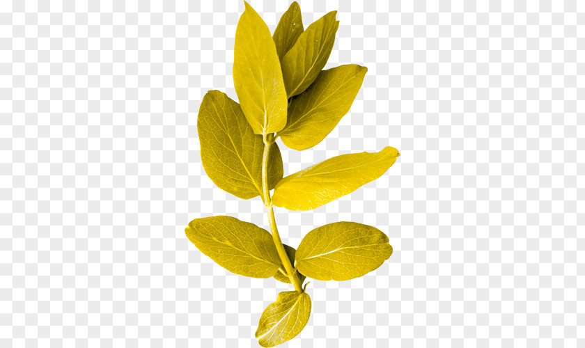 Leaf Plant Stem Twig Green PNG