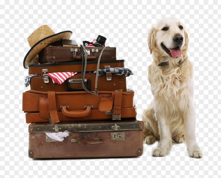 Luggage And Golden Dog Retriever Labrador Beagle Rhodesian Ridgeback Puppy PNG