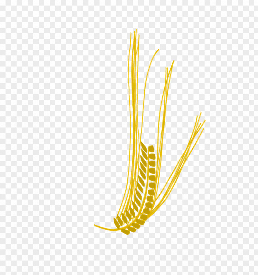 Wheat Branch Image Leaf Transparency And Translucency PNG