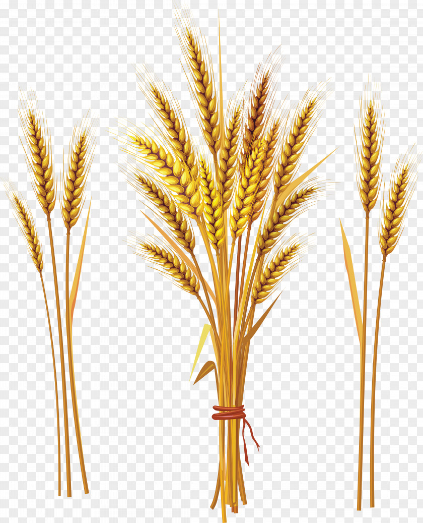 Wheat Emmer Khorasan Cereal Ear Tiller PNG