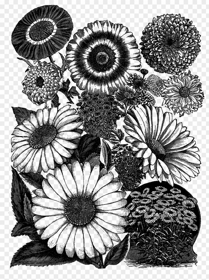 Botanical Flowers Practical Science For Gardeners Visual Arts Drawing Black And White PNG