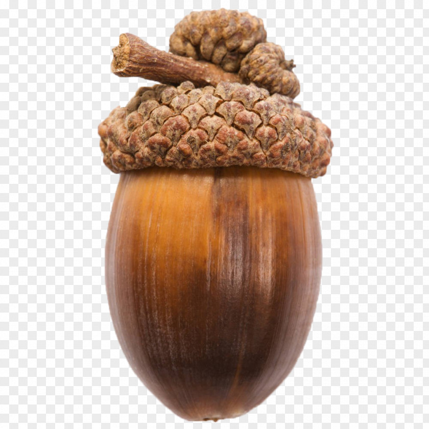 Brown Acorn Nut Oak PNG