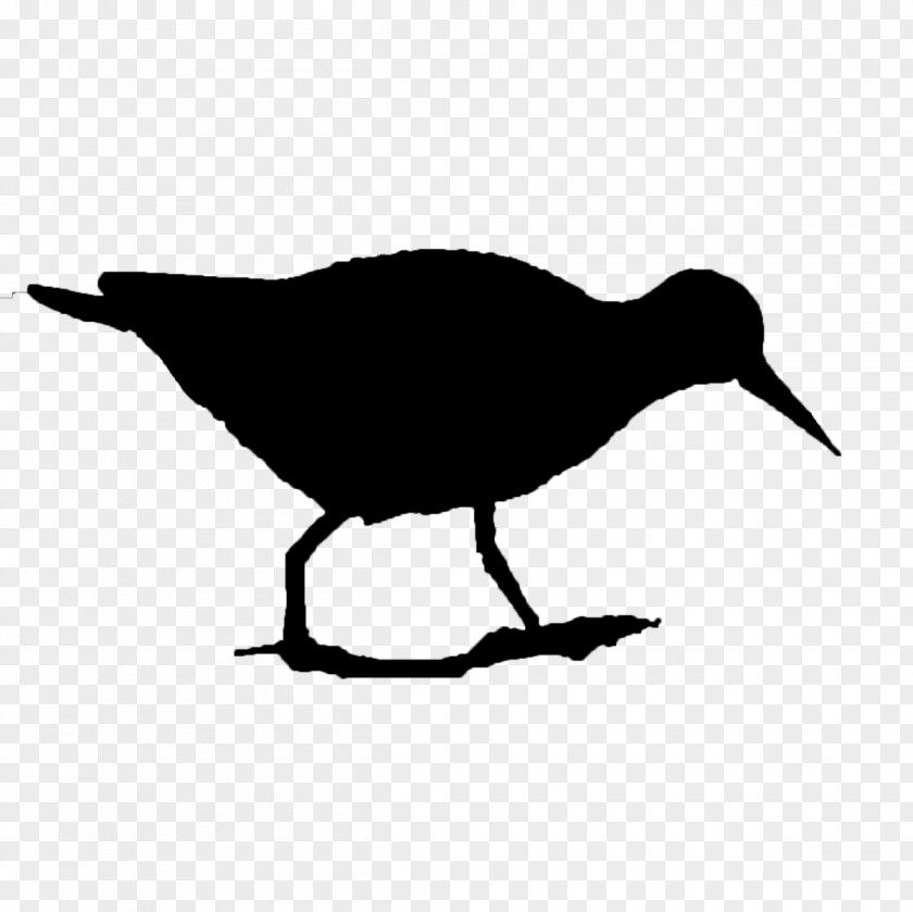 Clip Art Fauna Silhouette Beak PNG