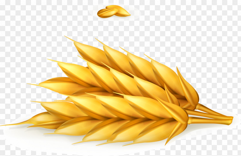 Golden Wheat Vector Food PNG