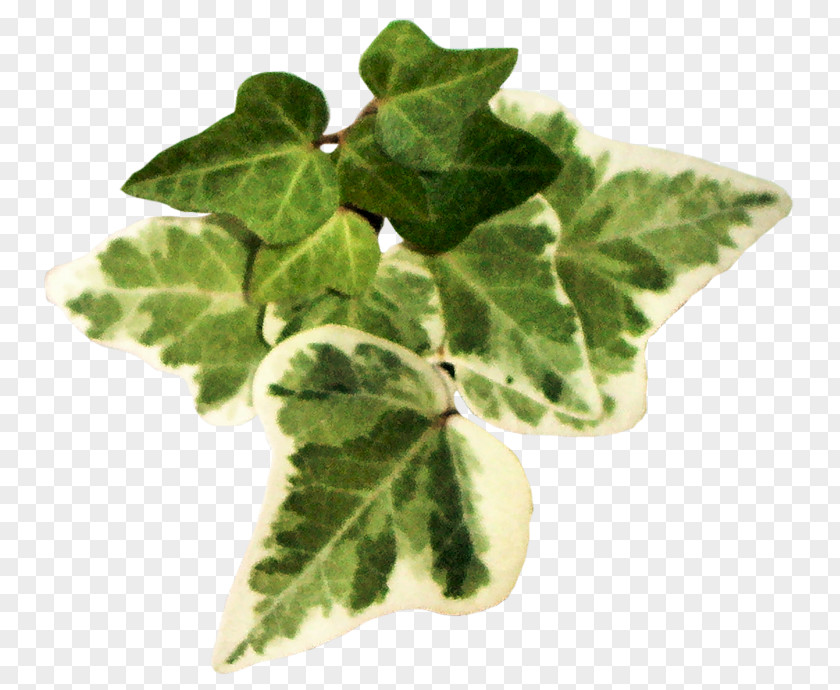 Leaf Vegetable Herb Clip Art PNG