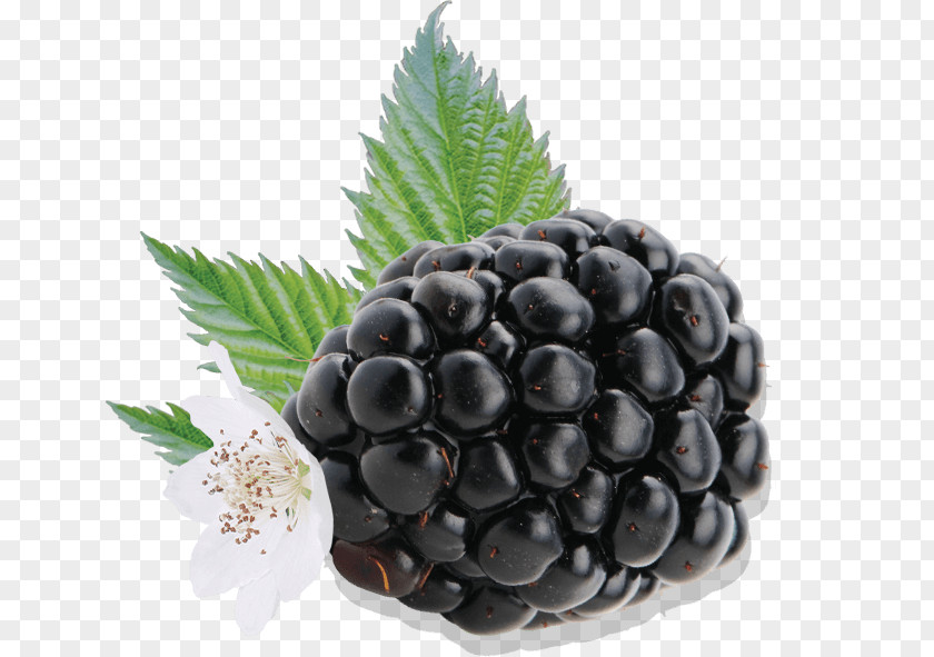 Blackberry Fruit Driscoll's BlackBerry Boysenberry Auglis PNG