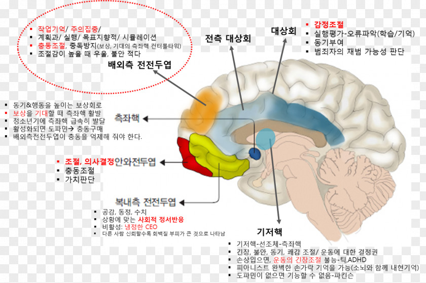 Brain Organism Ear PNG