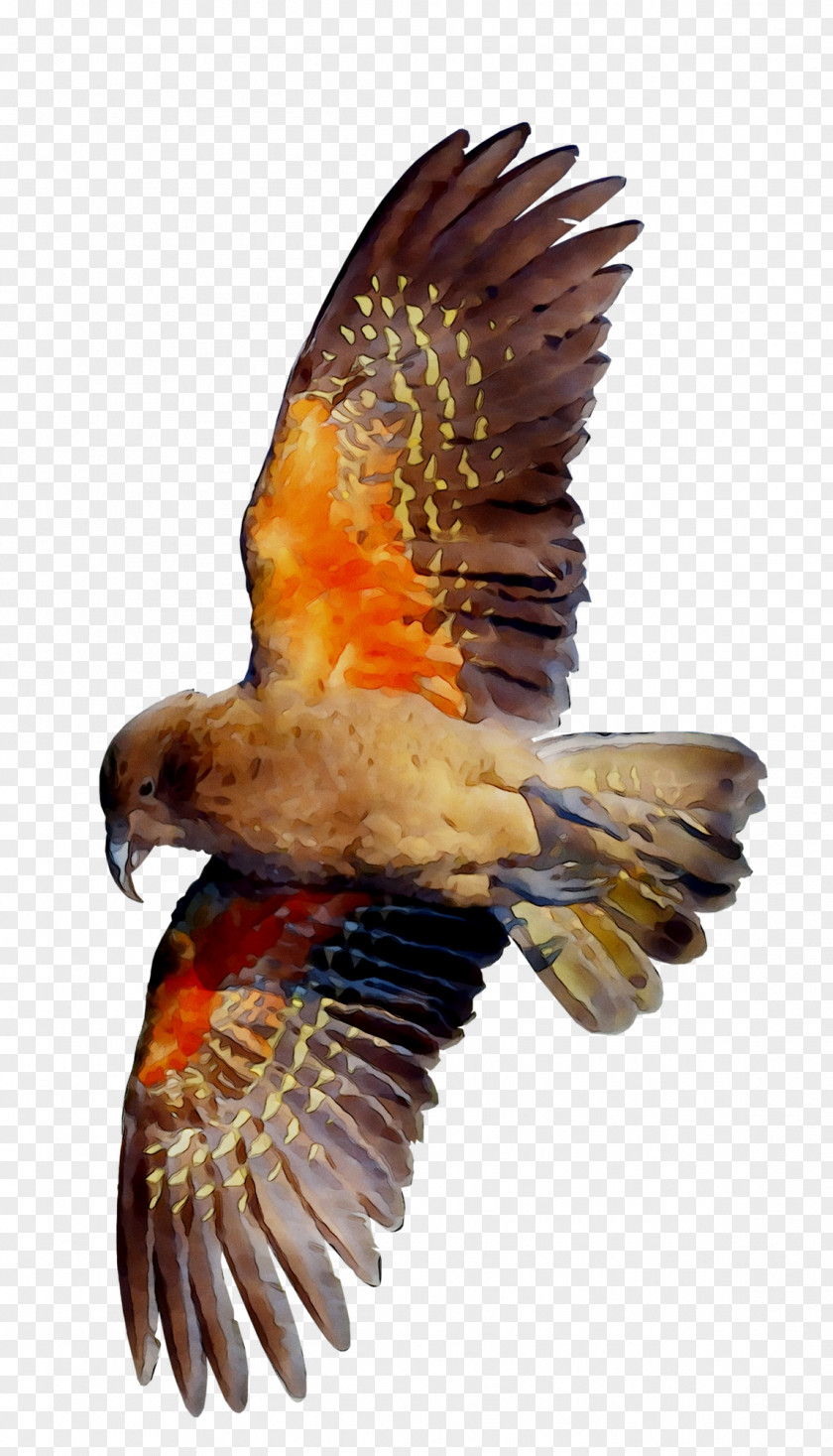 Eagle Hawk Vulture Beak Falcon PNG
