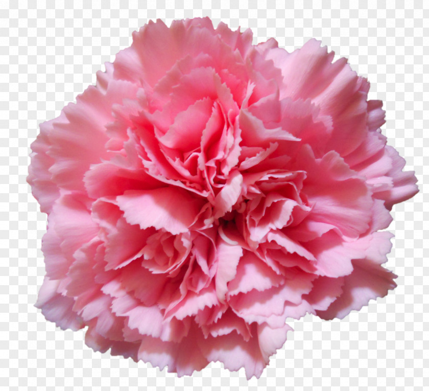 Hand Drawn Flowers Carnation Flower Pink Stock Photography PNG