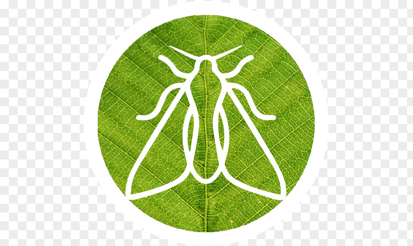 Kea Frame Logo Leaf Symbol Pattern Tree PNG