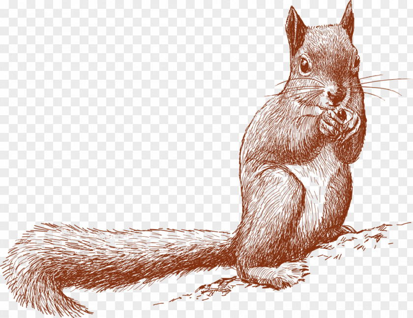 Little Squirrel Holding Fruit PNG