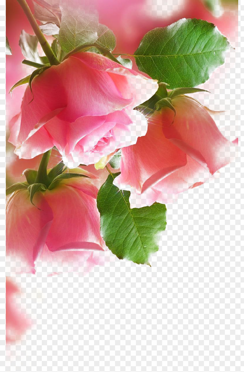 Pink Roses Paper Rose Painting Wallpaper PNG