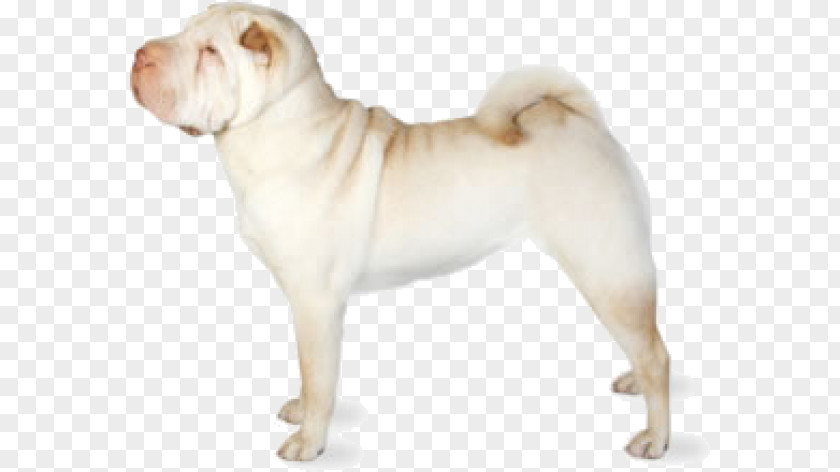 Puppy Mini Shar Pei Bone-mouth Chinese Shar-Peis PNG