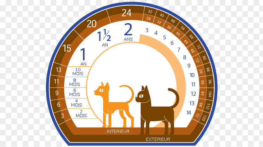 Scottish Fold Common Admission Test (CAT) · 2018 Homo Sapiens Dog Cat Breed PNG