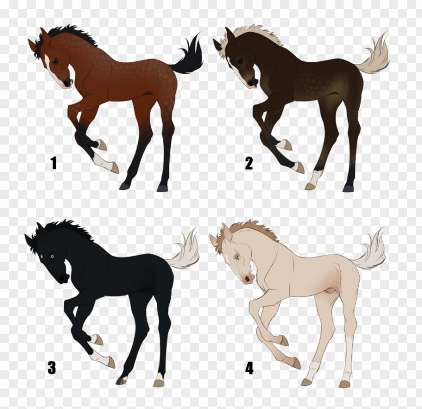 Buy Raffle Tickets Mustang Foal Mane Mare Stallion PNG