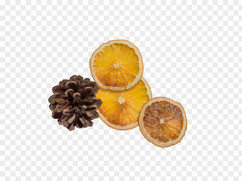 Echinacea Lemon Orange Icon PNG