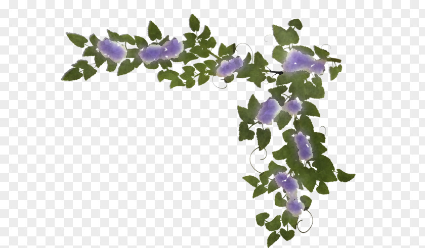 Lavender PNG