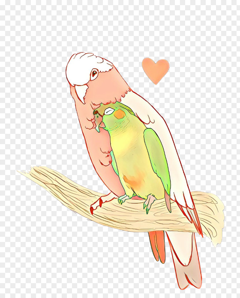 Lovebird PNG