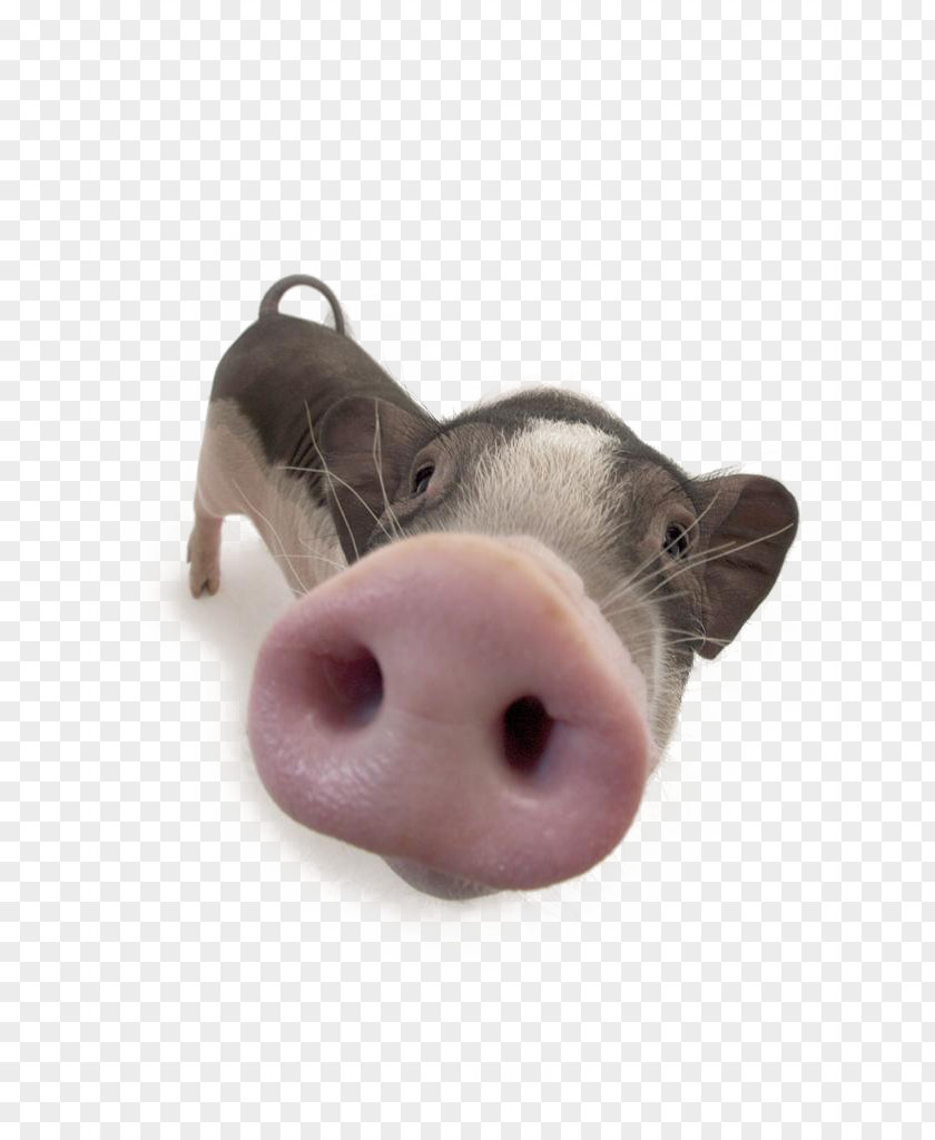 Piggy Nose Domestic Pig PNG