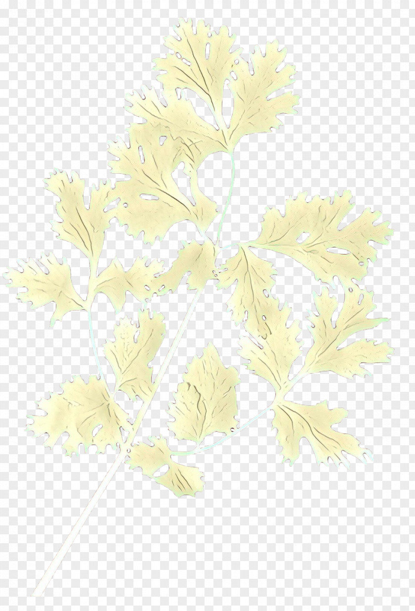 Floral Design Flower PNG