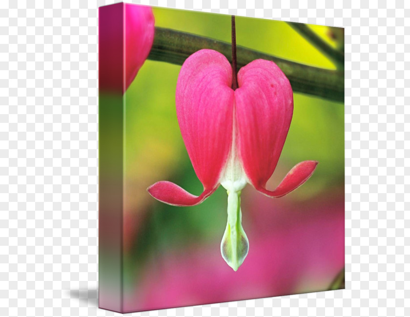 Flower Tulip International Garden Photographer Of The Year Photography Petal PNG