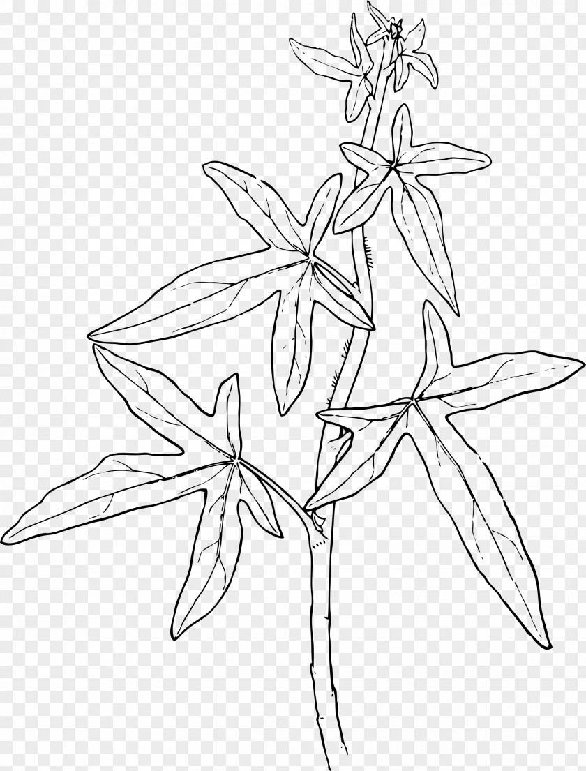 Ivy Plant Vine Clip Art PNG