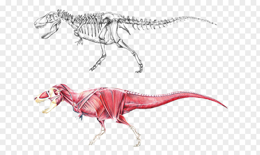 Muscles Tyrannosaurus Brachiosaurus Dinosaur Allosaurus Stegosaurus PNG