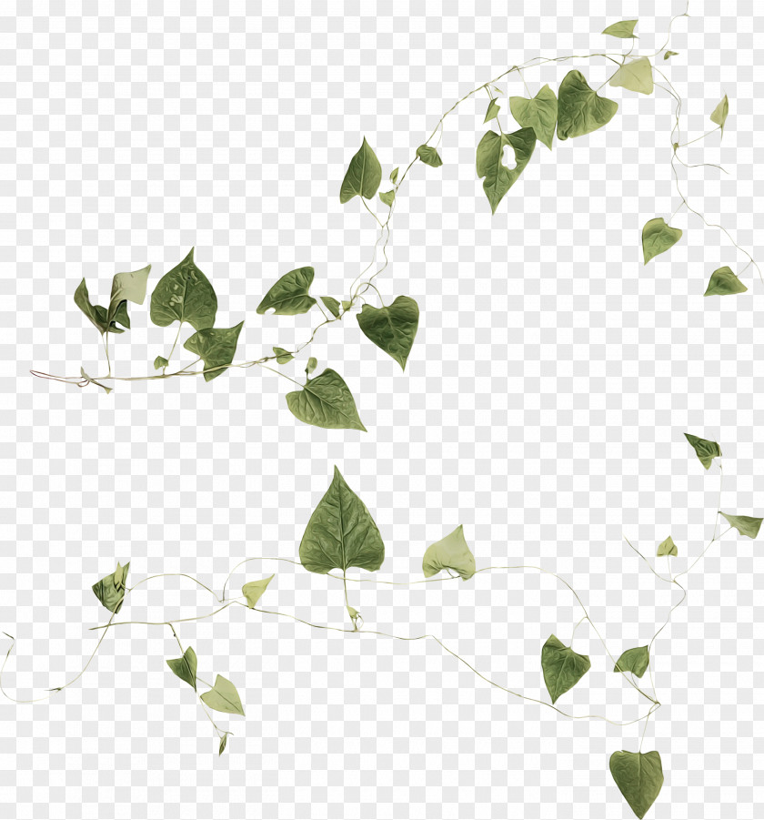 Plane Ivy Family Tree Drawing PNG