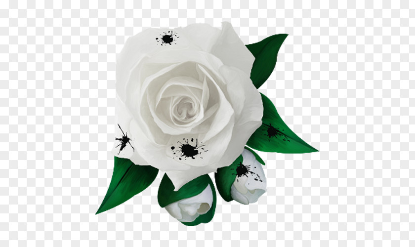 White Rose Flower Garden Roses Rosa Chinensis Xd7 Alba PNG