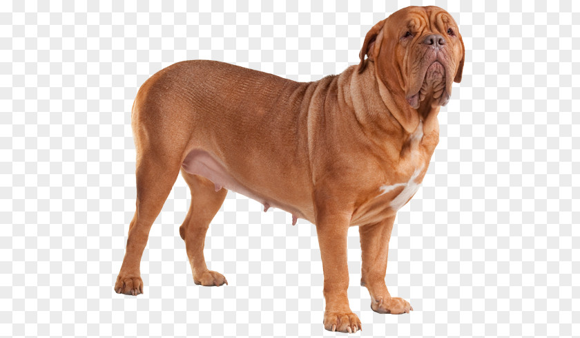 Dog Breed Dogue De Bordeaux Old English Bulldog Bullmastiff Tosa PNG