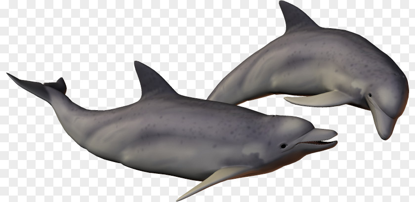 Dolphins Striped Dolphin Common Bottlenose Short-beaked Rough-toothed Tucuxi PNG