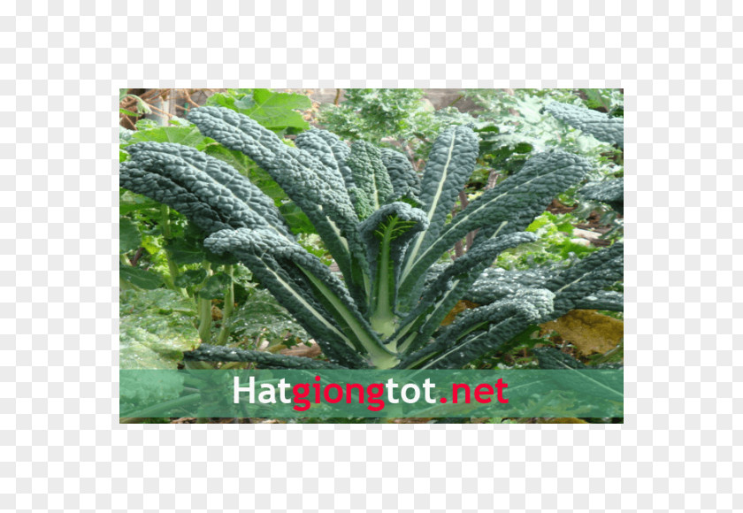 Lacinato Kale Italian Cuisine Heirloom Plant Crop Yield The Non-GMO Project PNG