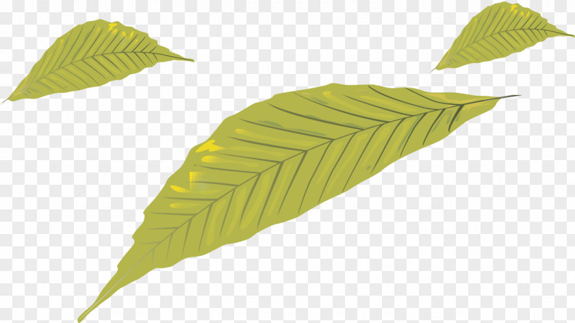 Leaves Leaf PNG