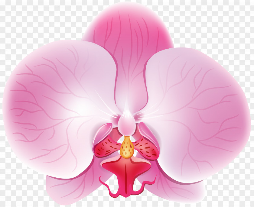 Orchid Pink Clip Art Image PNG
