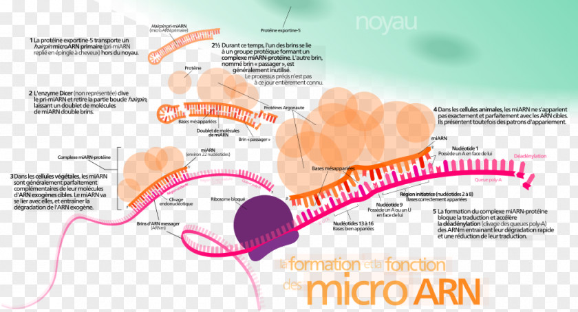 Osteoarthritis MicroRNA Post-transcriptional Regulation Of Gene Expression PNG