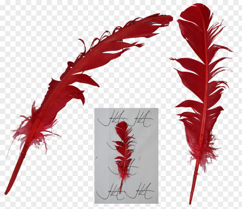 Quills Quill Feather Paper Fountain Pen PNG