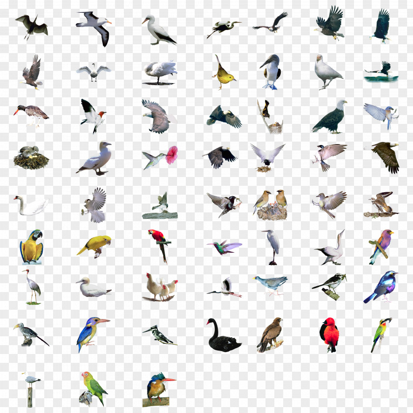 Various Gestures Collection Of Birds Bird Eurasian Magpie Set PNG