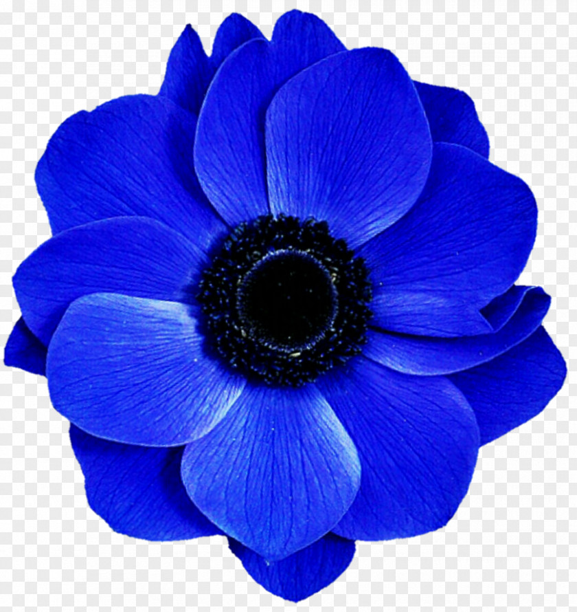Anemone Cut Flowers Cobalt Blue Electric PNG