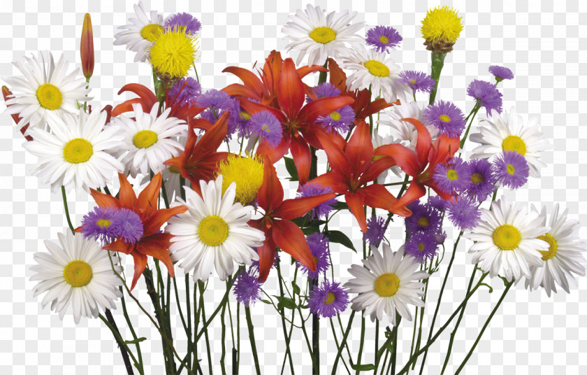 Camomile Flower Bouquet Desktop Wallpaper Display Resolution Lilium PNG
