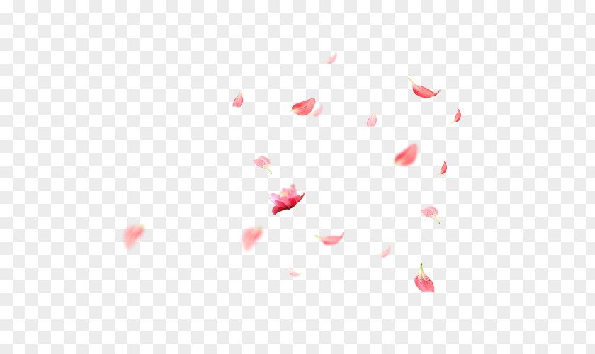 Falling Petals Petal Cherry Blossom Cerasus PNG