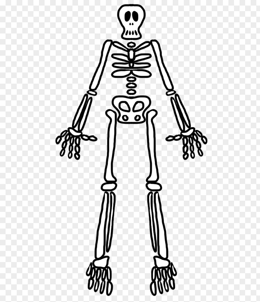 Finger Human Skeleton Homo Sapiens Bone PNG