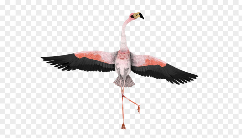 Bird Water Greater Flamingo Beak Clip Art PNG