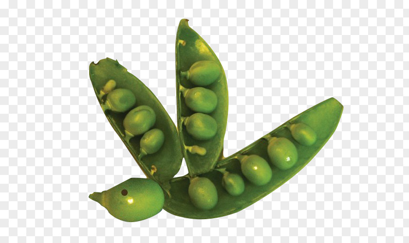 Full Of Peas Pea Lima Bean Edamame Legume Commodity PNG