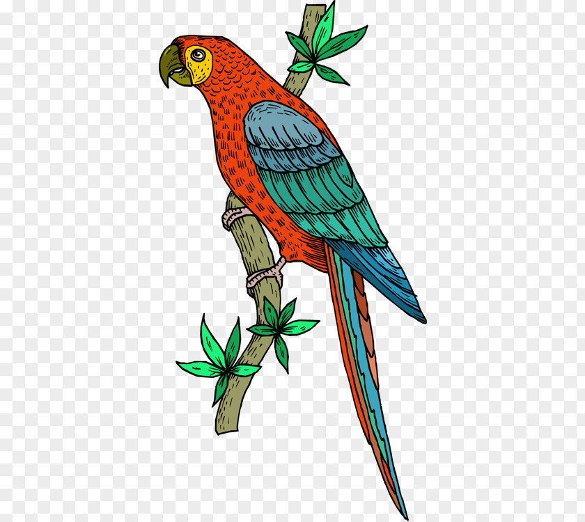 Parrots Cliparts Bird Cockatoo Scarlet Macaw Clip Art PNG