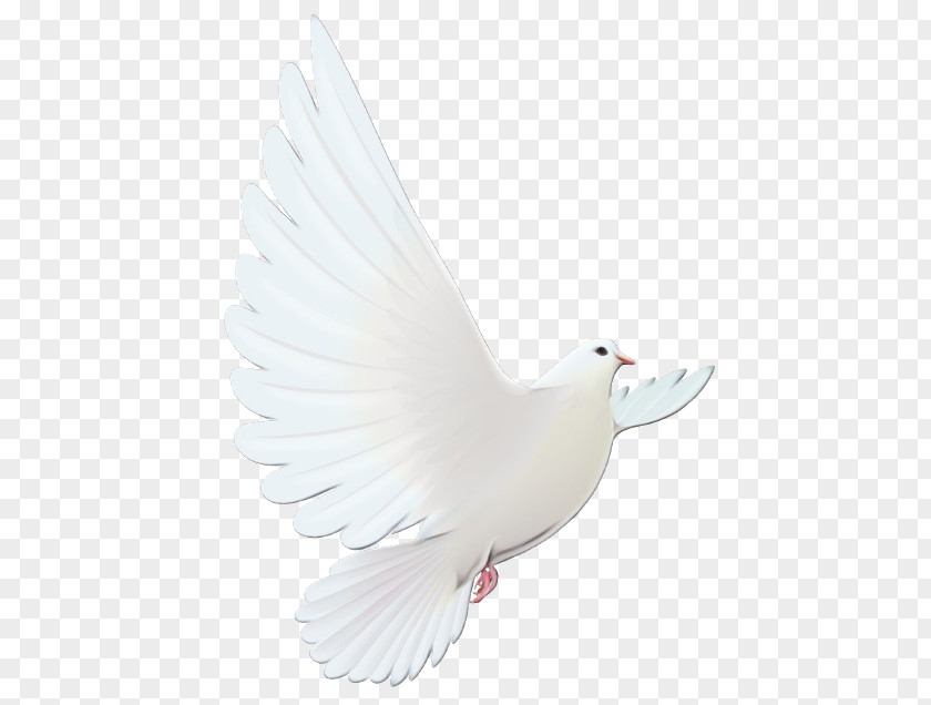 Seabird Peace Dove Bird PNG
