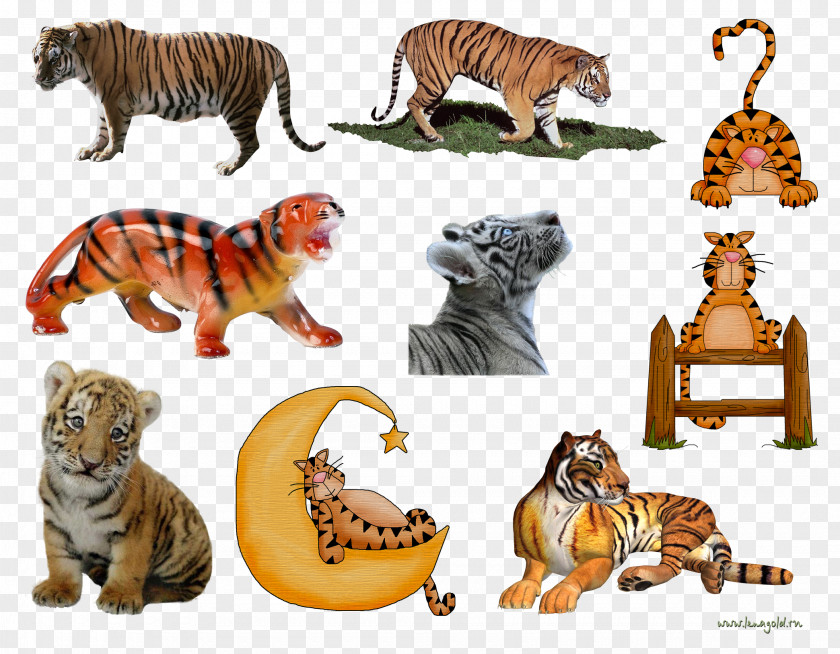 Tiger Lion Cat Clip Art PNG