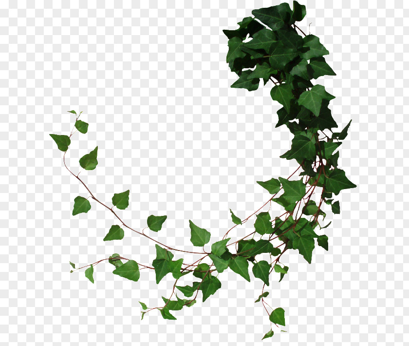 Tree Vine Common Ivy PNG